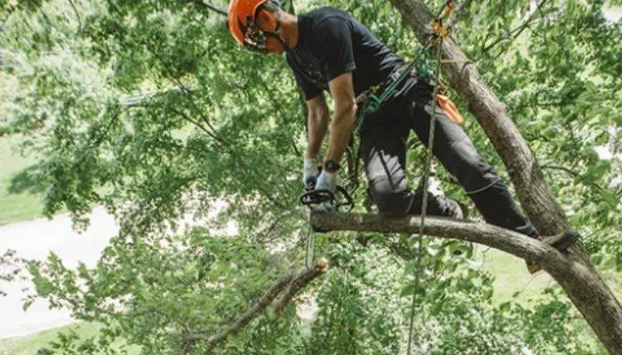man cutting tree with chainsaw by climbing on the tree