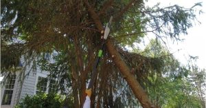 Will a Pole Saw Cut Small Branches