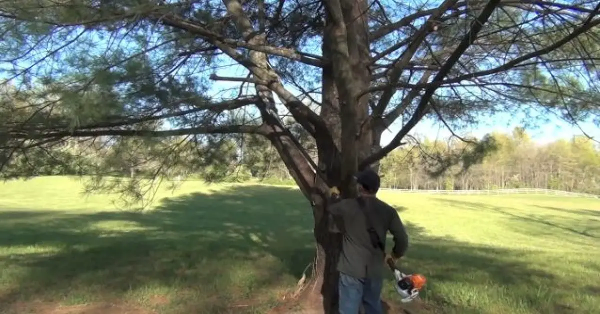 How Far Does a Stihl Pole Saw Extend? (Answered)