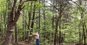 How Thick Can an Electric Pole Saw Cut